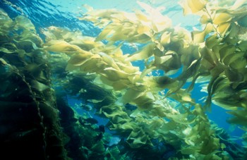 sea-plants