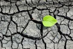 soil depletion Soil depletion and our health