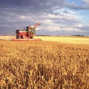 Farming Soil Depleted Food
