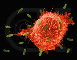 Immune System Natural Immune System Products