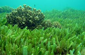 Sea Vegetables Best Sea Vegetable Supplement