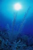 Best Tasting Sea Vegetables