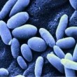 Candida Natural Therapies for Candida