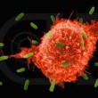 Immune System Immune System Products