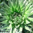 Best Aloe Vera