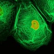 Natural Remedies for Cancer